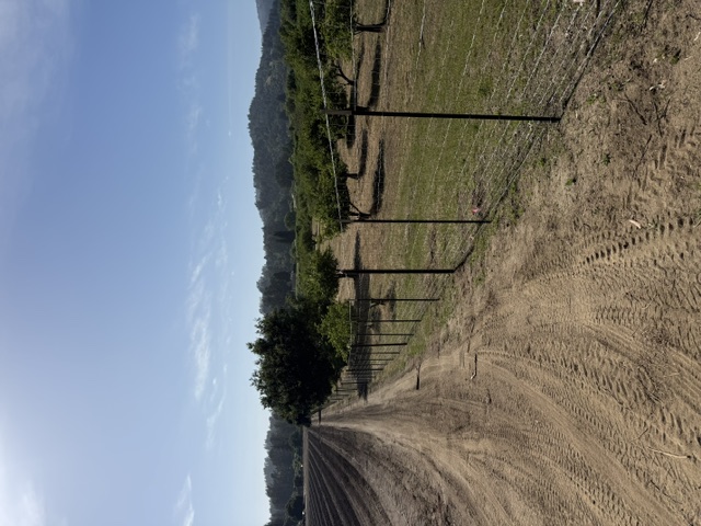 Fence line along a hunting property access road bordered by orchard trees